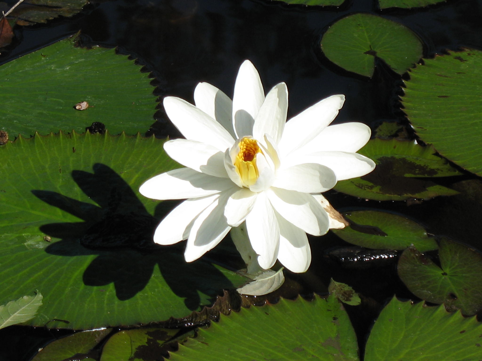 Water Lily Scientific Name And Family